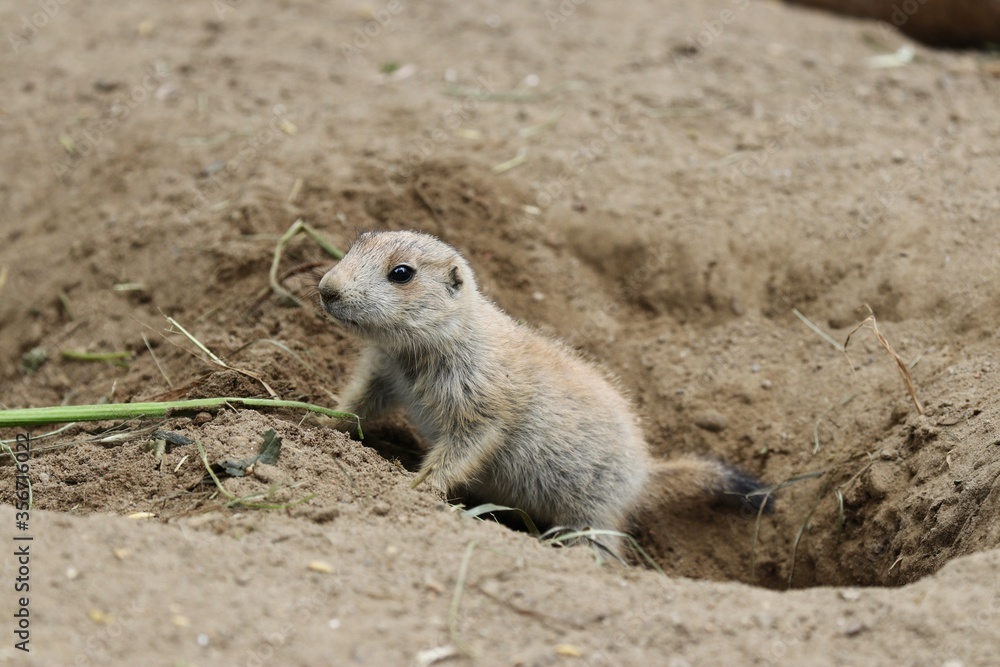 Prairie Dog is surveilling the Environment Prairie Dog is surveilling the Environment