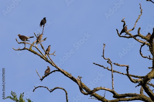 Robinia