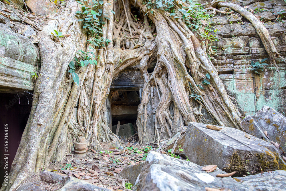 Ruins Ta Prohm temple and Banyan Tree Roots, Angkor Wat complex, Siem Reap, Cambodia. Ruins Ta Prohm temple and Banyan Tree Roots, Angkor Wat complex, Siem Reap, Cambodia.