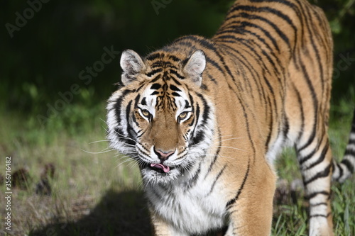 Tiger face © Kory
