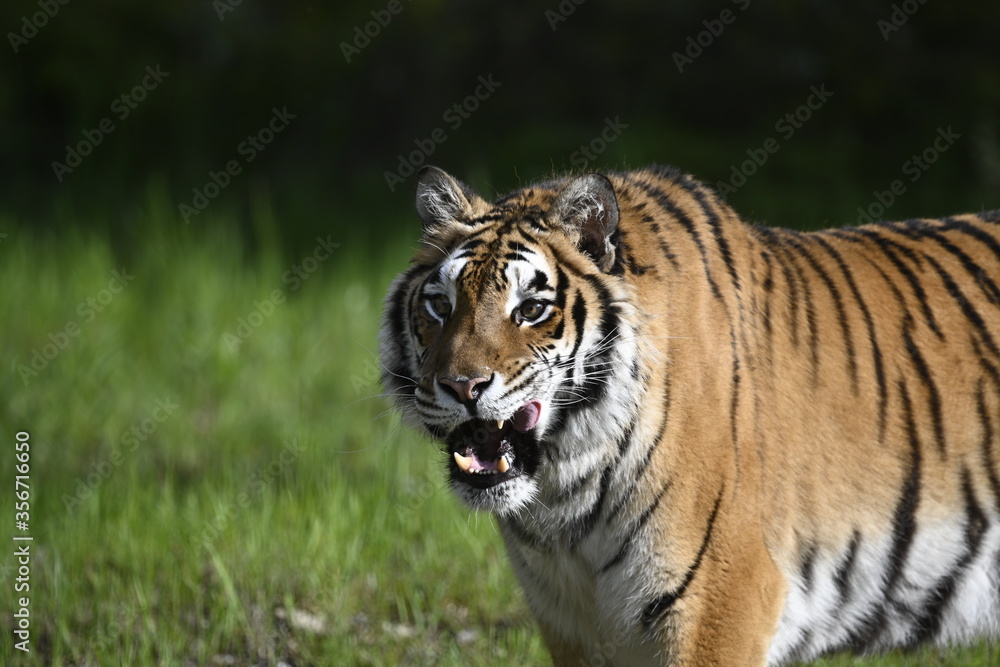 Tiger licking lips