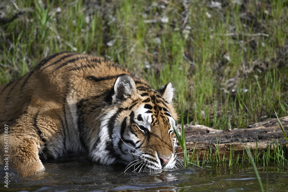 Fototapeta premium Tiger drinking