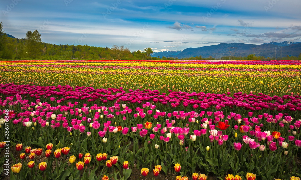 Tulip Festival at the background of skyline and mountain landscape , field of flowers - Popular opportunity is providing in April and May, close to Abbotsford City, British Columbia, Canada