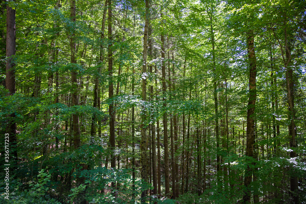 Fototapeta premium Laubwald Background