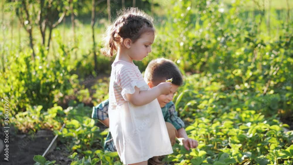 Funny little boy and girl picking and eating strawberries on organic bio farm on warm sunny day Funny little boy and girl picking and eating strawberries on organic bio farm on warm sunny day