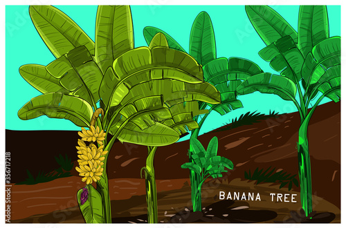 Set of Yellow Bananas with flower. Vector color image