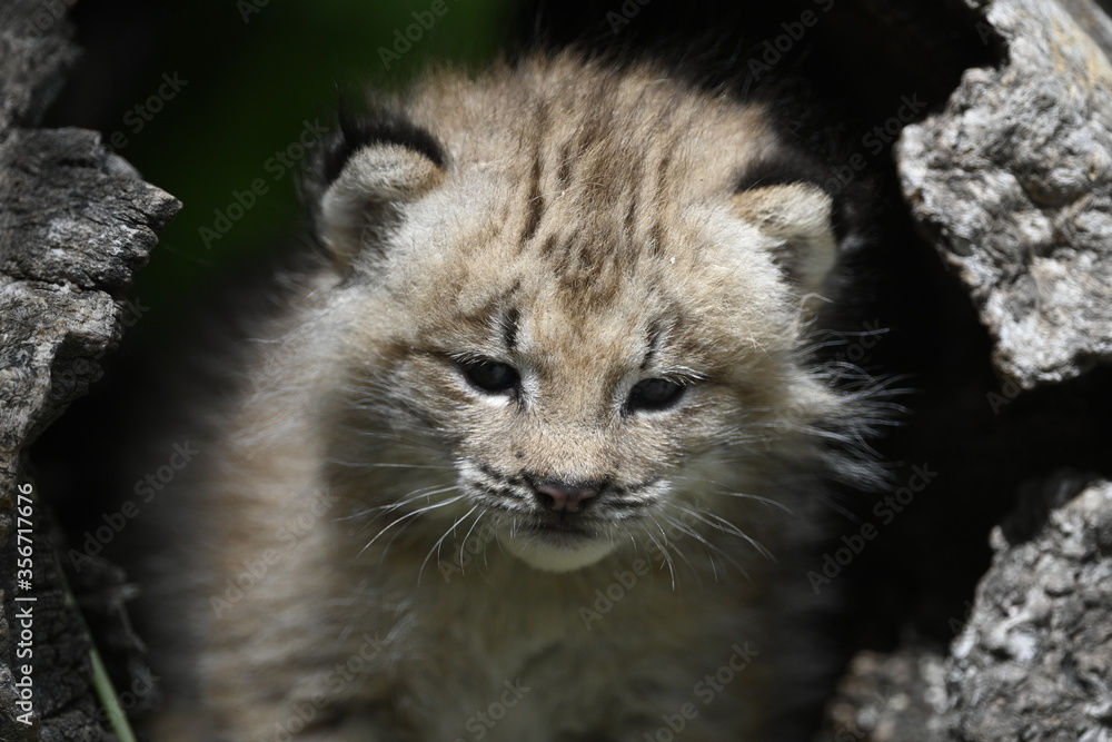 Obraz premium Lynx baby