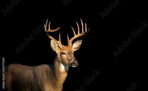 Low key image of Large white-tailed deer buck