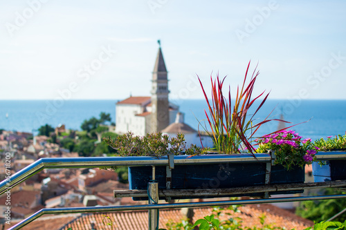 фотографія Close-up of a flower pot with St