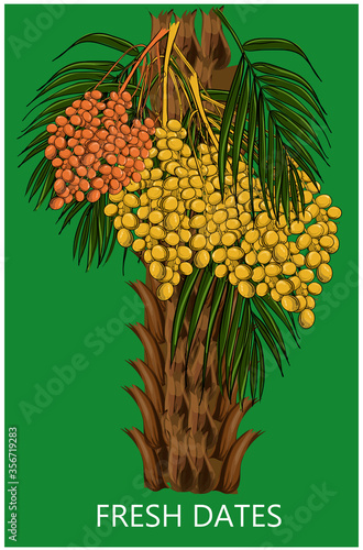 fresh date fruits  tree illustration vector