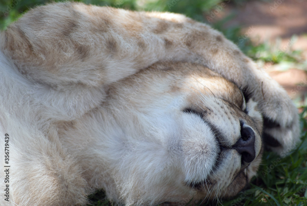 Naklejka premium SONY DSC