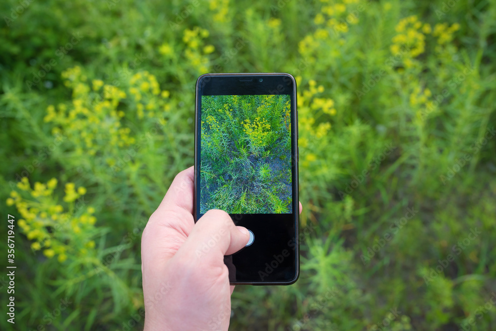 Close-up hand using a phone, photographs wildflowers on a background of green grass. Close-up hand using a phone, photographs wildflowers on a background of green grass.