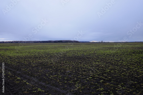 Agricultural field on a cloudy evening. Moody landscape.