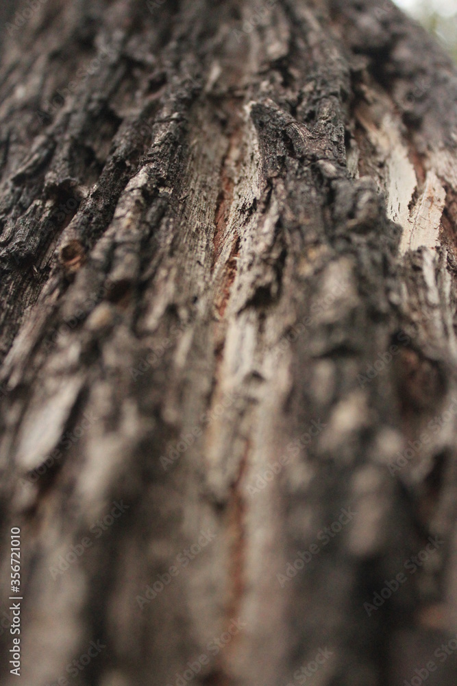 close up of a tree bark close up of a tree bark