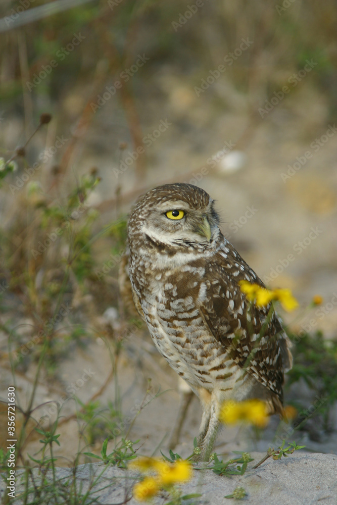 Burrowing Owl in Florida Field Burrowing Owl in Florida Field