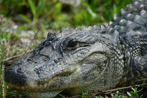 American Alligator in Ding Darling National Wildlife Refuge