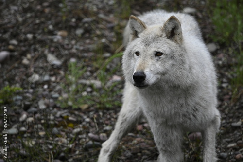 gray wolf canis lupus