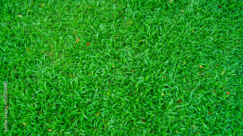 Green grass texture background Top view of bright grass garden Idea concept used for making green backdrop, lawn for training football pitch.Green background.