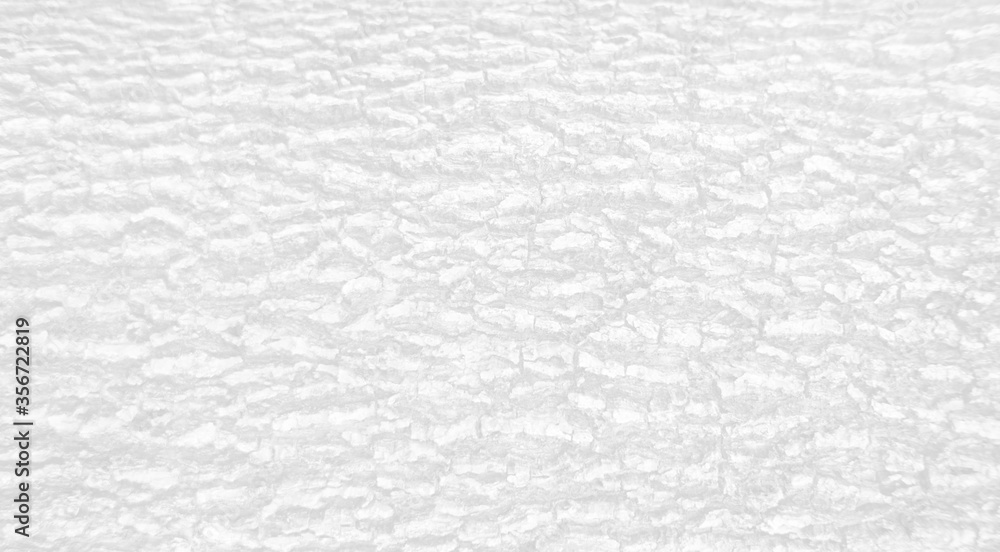 White wood plank texture for background.Chamchuri Tree White wood plank texture for background.Chamchuri Tree
