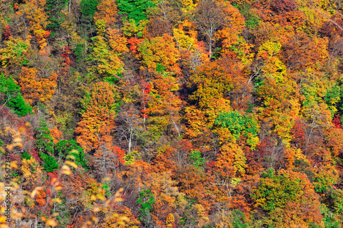 紅葉で鮮やかに染まった木々のアップ © chikala