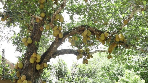 Jackfruit tree and young jackfruit