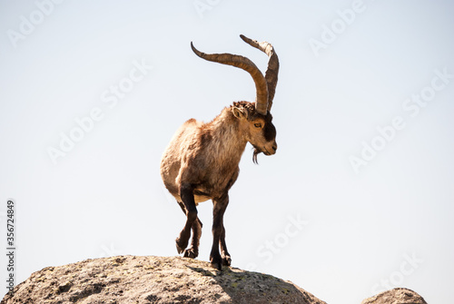 macho de cabra montes en sierra de Gredos 