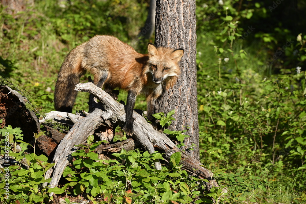 red fox sitting on a tree red fox sitting on a tree