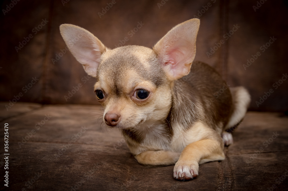 Chihuahua puppy dog Chihuahua puppy dog