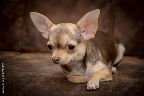 Chihuahua puppy dog © littleboy72