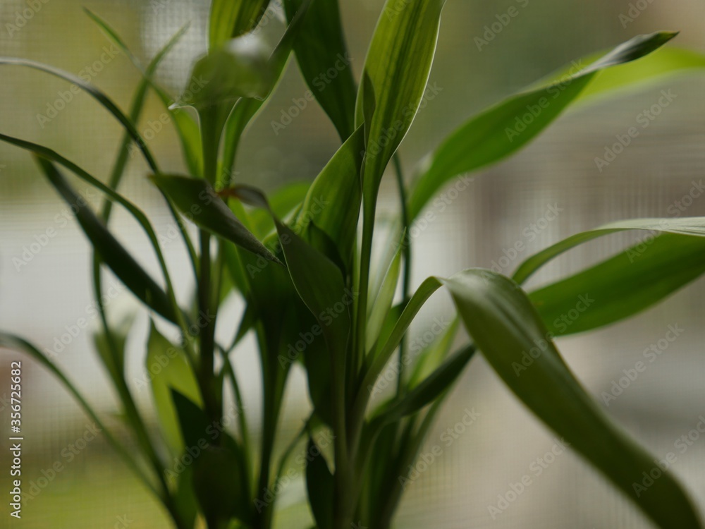 Green Plant Green Plant