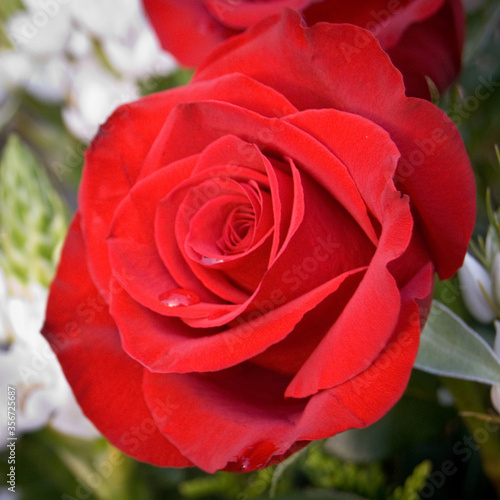 rosa roja, close.up