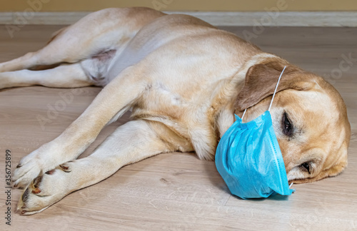 white labrador in blue disposable mask. disease