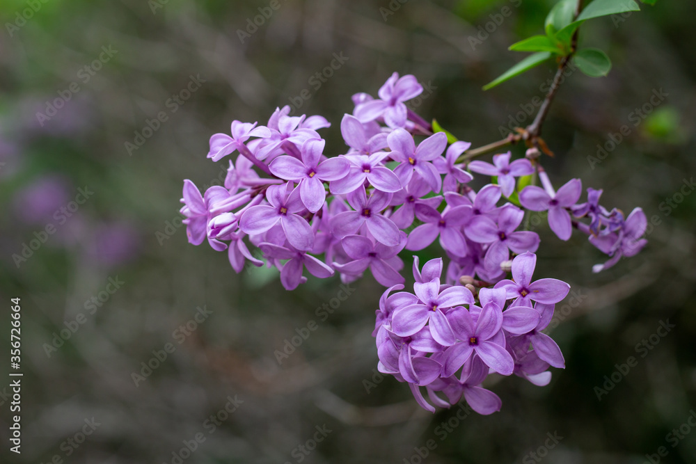 Close up view of a beautiful purple Chinese lilac cluster with dark green leaf background and copy space Close up view of a beautiful purple Chinese lilac cluster with dark green leaf background and copy space