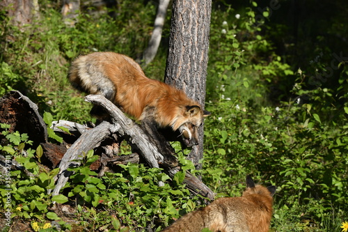 Red fox climbing