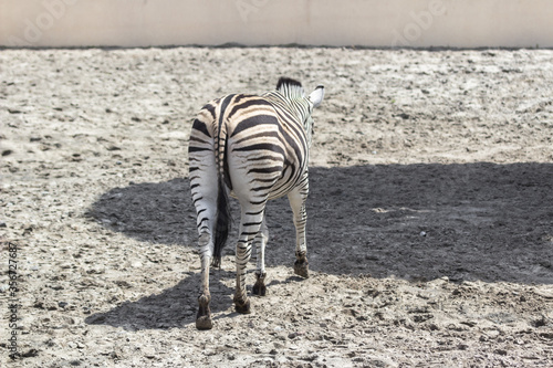 The back and tail of a zebra. The animal in the zoo. Look away. Back view. Black streak of life. Croup of a horse. Get away from the problems. Everything goes wrong. photo