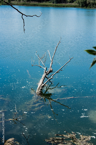 tree in the water