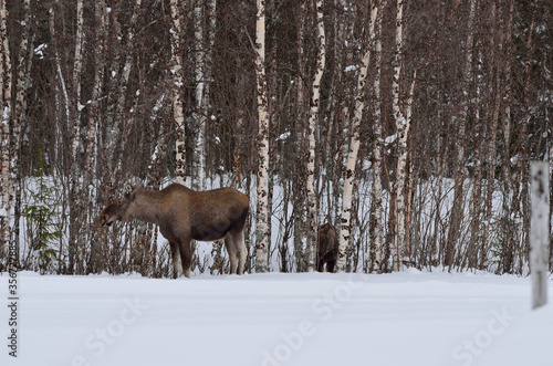 moose mother and calf in winter nature feeding on trees