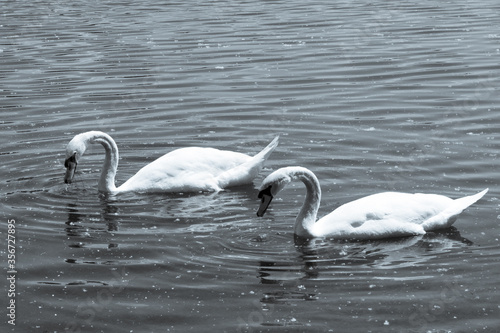 swans on the lake