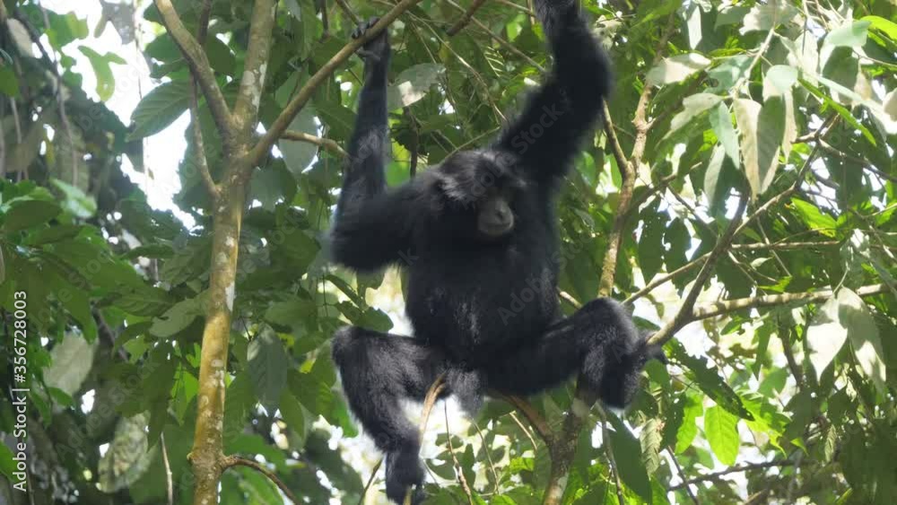 Siamang (black-furred gibbon) sitting in tree looking around and scratching head in Sumatra, Indonesia Siamang (black-furred gibbon) sitting in tree looking around and scratching head in Sumatra, Indonesia