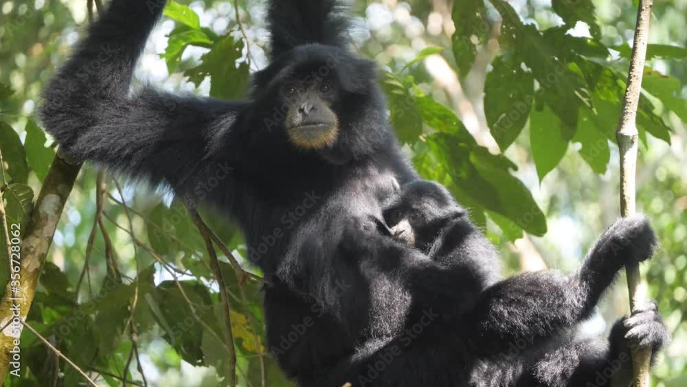 Siamang (black-furred gibbon) mother feeding her baby siamang while sitting in tree in Sumatra, Indonesia Siamang (black-furred gibbon) mother feeding her baby siamang while sitting in tree in Sumatra, Indonesia