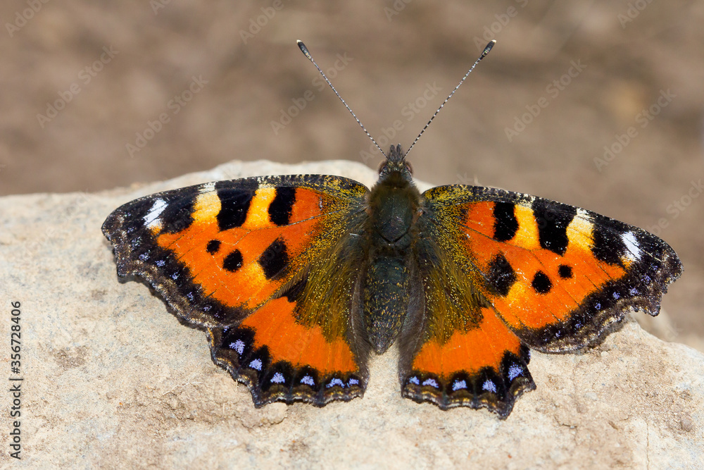 Aglais urticae, mariposa de los cardos con las alas abiertas sobre la piedra. Aglais urticae, mariposa de los cardos con las alas abiertas sobre la piedra.