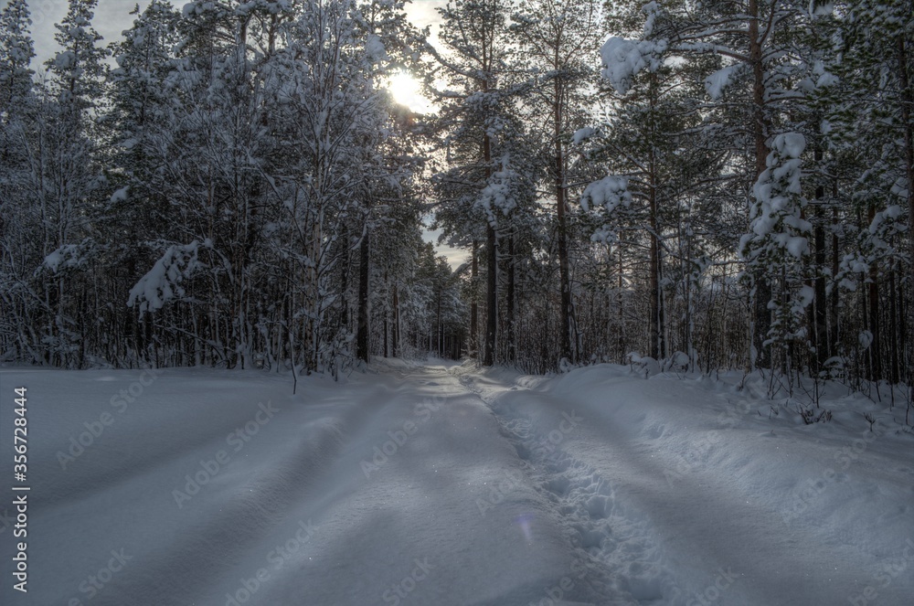 Fototapeta premium car tracks after small snowy forest road in wintertime with sunshine