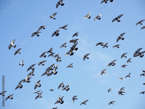 Flock of Birds © Nicolas