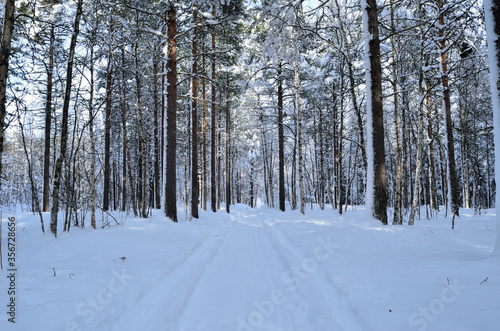 sunny and snowy pine tree forest with small snowy forest road