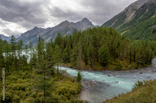 Stormy, mountain river in Altai, on the background of mountain peaks with dense vegetation along the banks
