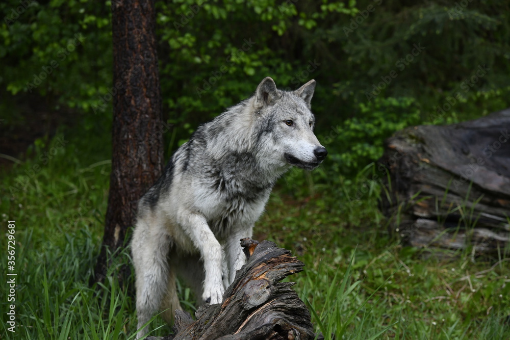 Fototapeta premium wolf in the woods