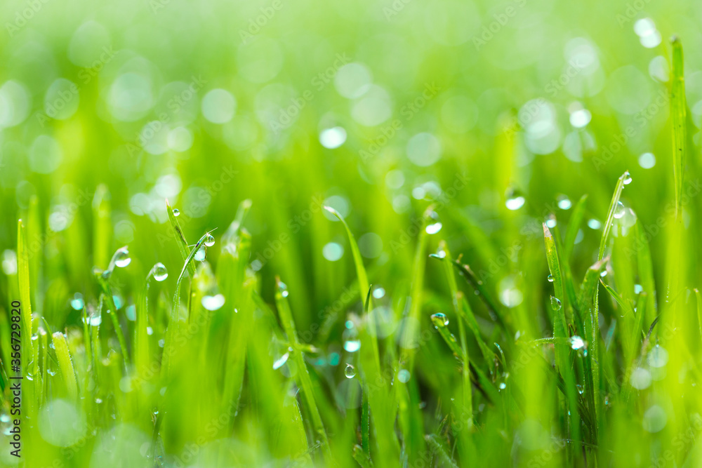 Beauty backgrounds with foliage, green grass, dew drops and bokeh Beauty backgrounds with foliage, green grass, dew drops and bokeh