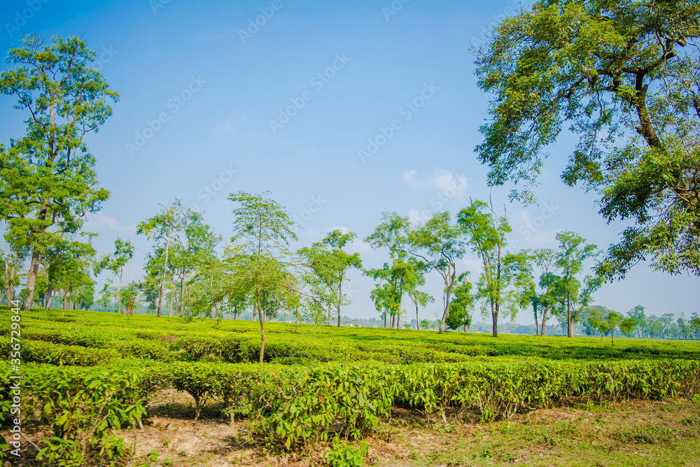 Green tea garden of Assam grown in lowland and Brahmaputra River Valley, Golaghat. Tea plantations
