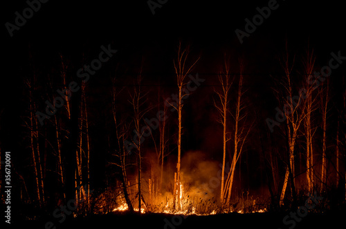 night fire in the forest