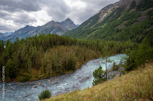 Stormy, mountain river in Altai, on the background of mountain peaks with dense vegetation along the banks photo